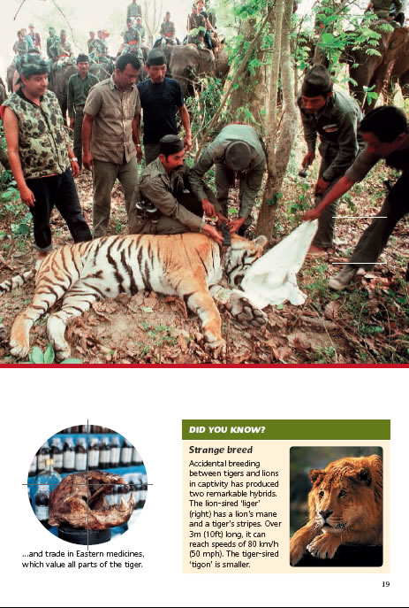 Tigers under threat